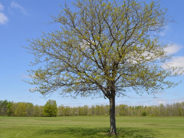 Zapisy na trzecią edycję akcji #RośnijMY razem ruszyły. Sadzenie nowych drzewek odbędzie się 11 listopada na polu golfowym "Zawarcie"