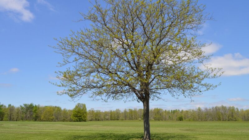 Zapisy na trzecią edycję akcji #RośnijMY razem ruszyły. Sadzenie nowych drzewek odbędzie się 11 listopada na polu golfowym "Zawarcie"