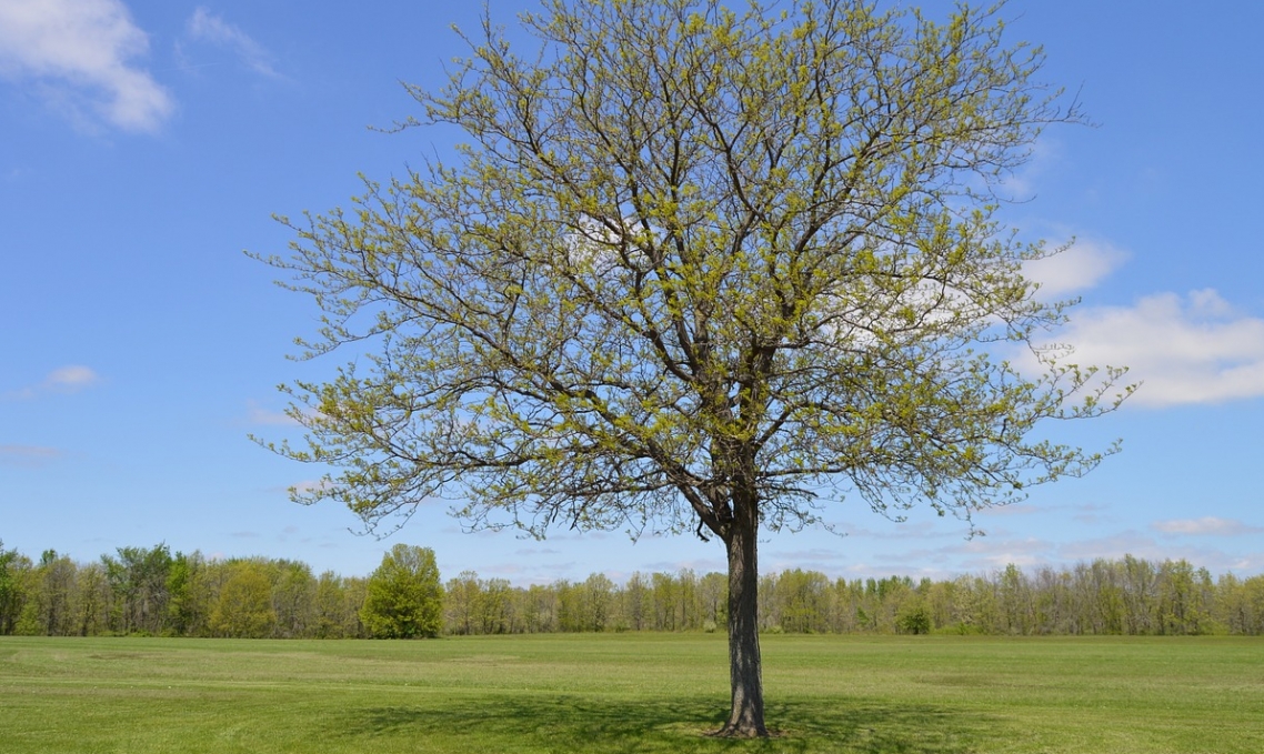 Zapisy na trzecią edycję akcji #RośnijMY razem ruszyły. Sadzenie nowych drzewek odbędzie się 11 listopada na polu golfowym "Zawarcie"